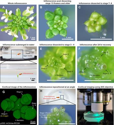 An optimized live imaging and multiple cell layer growth analysis approach using Arabidopsis sepals